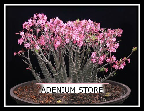 Adenium Arabicum \'Pankorn\' 5 Seeds